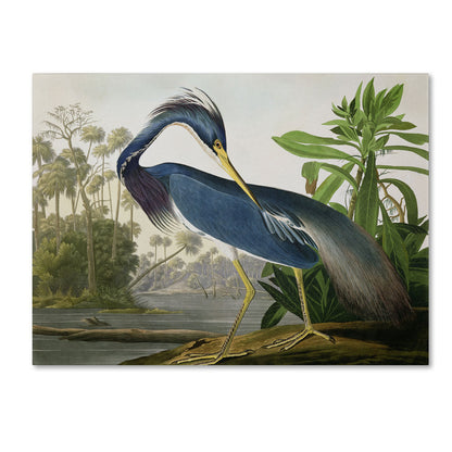 L'opera d'arte su tela "Louisiana Heron" di John James Audubon, curata da The Curated Nomad